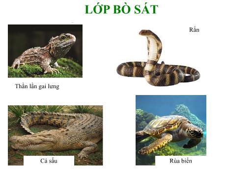 Bài giảng Sinh học 7 - Tiết 40. Bài 38: Thằn lằn bóng đuôi dài