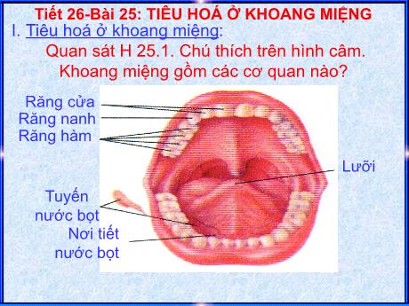 Giáo án Sinh học 8 - Tiết 26. Bài 25: Tiêu hóa ở khoang miệng